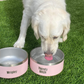 Stainless Non Slip Custom Dog Bowls 32oz, 64oz 100oz